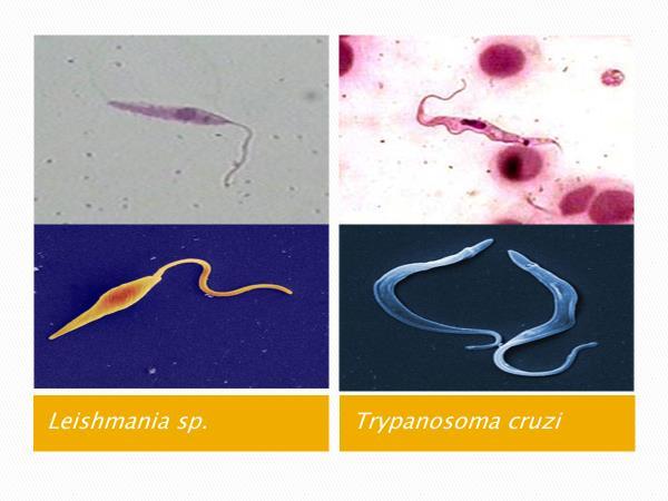 Leishmania sp : Leishmanioses Trypanosoma cruzi :