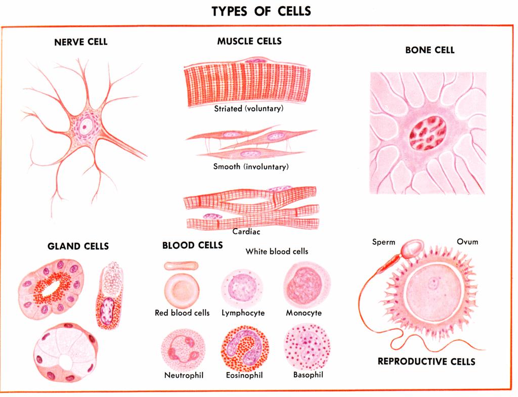 Cada tipo de célula precisa de genes