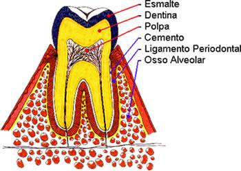 CAPÍTULO 2 REVISÃO BIBLIOGRÁFICA 2.1. Anatomia Dental (Figura 01). O dente humano é composto por três estruturas básicas: esmalte, dentina e polpa Figura 01: Anatomia Dental (ARANHA, 2008).