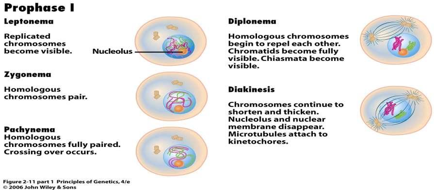 Meiose