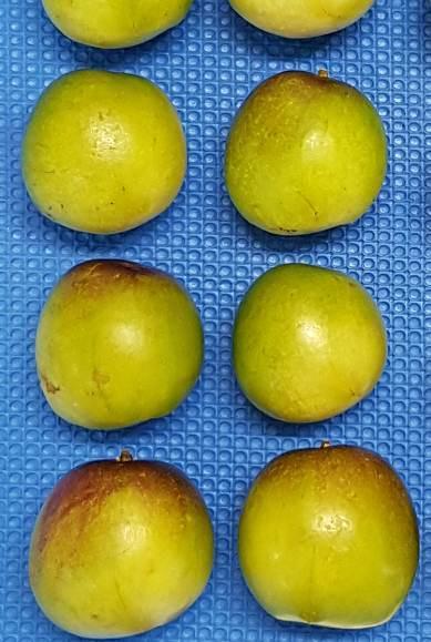 frutos inchados e de 12,3% para frutos maduros, em genótipos não identificados.