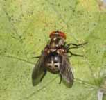 A ocorrência de H. smithii parasitando adultos dessa espécie foi muito esporádica e presente em apenas seis adultos do montante coletado (1,4%).