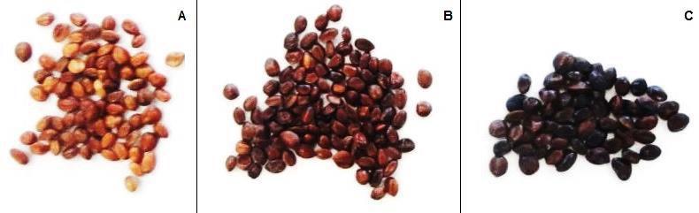 lixiviados (constituintes celulares) da semente, ou seja, menor vigor desta e portanto, quanto maior for a condutividade elétrica menor será a probabilidade de germinação das sementes.