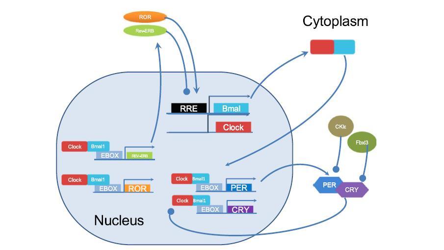 Citoplasma Núcleo Figura 5- Representação esquemática do mecanismo molecular presente no núcleo supraquiasmático. Os produtos de transcrição do BMAL e COCK deslocam-se para o citoplasma e dimerizam.