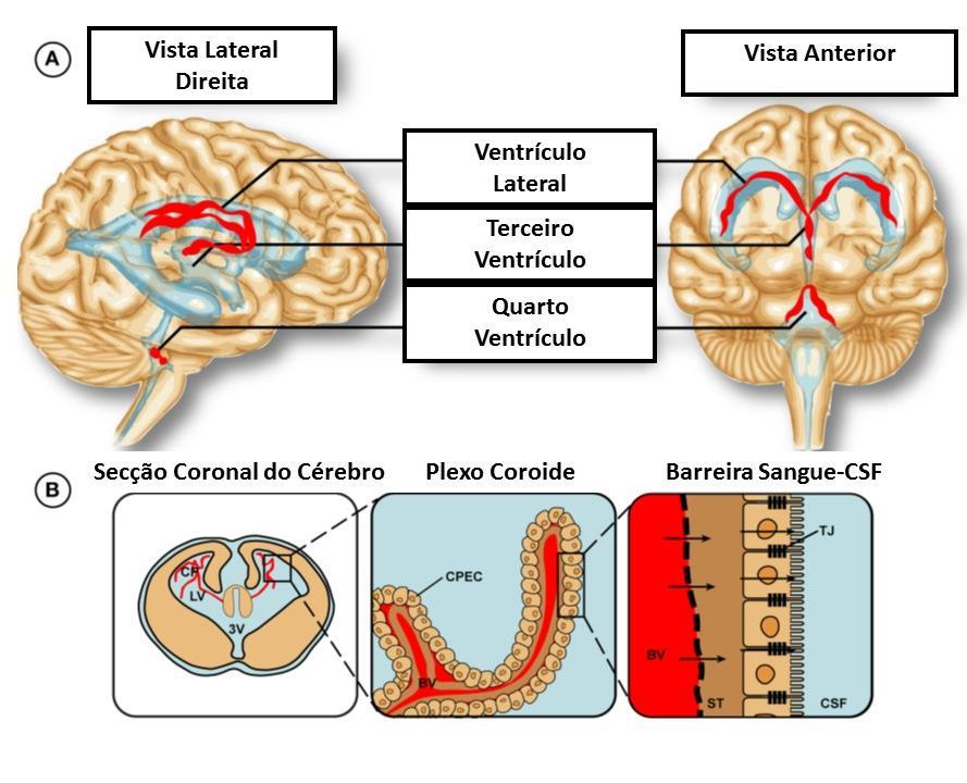 Figura 7- Localização do Plexo Coróide no Cérebro Humano. (A) Ilustração da presença do plexo nos ventrículos laterais, terceiro e quarto ventrículo, assinalados a vermelho.