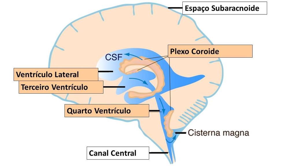 LCR Figura 8- Secreção e circulação do LCR. O LCR é secretado pelo plexo coróide, tecido localizado em cada ventrículo do cérebro.