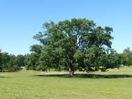 nacional, tendo maior abundância na zona sul (Figura 5). É uma árvore que pode atingir até 25m de altura e viver em média 150 anos.