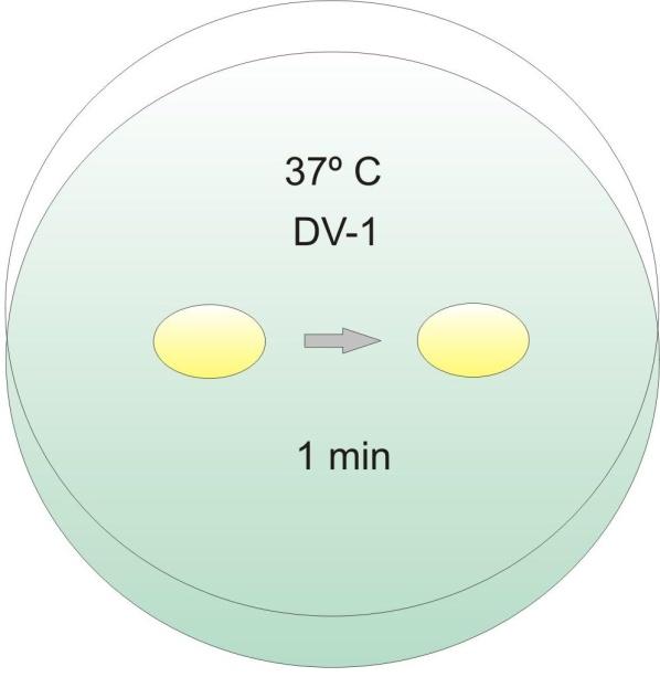 23 Figura 11 - Desvitrificação pelo método Cryotop. 4.8 Fixação e coloração com corante lacmóide.