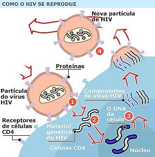 S.I.D.A. 1. Ataque: Proteínas do HIV se acoplam a receptores CD4 presentes em linfócitos. 2.