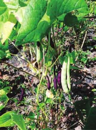 Um espaçamento bastante adotado é o de 0,5 cm ou 0,40 cm entre linhas e 0,20 cm entre plantas.