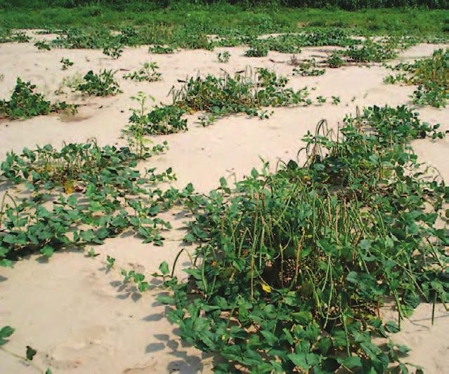 plantação do feijão caupi em época de colheita na RESEX Alto Juruá.