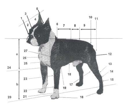 BOSTON TERRIER NOMENCLATURA CINÓFILA UTILIZADA NESTE PADRÃO 1 Trufa 13 Perna 25 Braço 2 Focinho 14 Jarrete 26 Ponta do esterno 3 Stop 15 Metatarso 27 Ponta do ombro 4 Crânio 16 Patas 5 Occipital 17