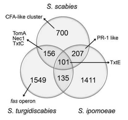 Patogenicidade PAI S. scabiei, S. acidiscabies, S. europaeiscabiei, S. stelliscabiei, S. turgidiscabies, S. niveiscabiei e S. ipomoeae. Outras vias S.