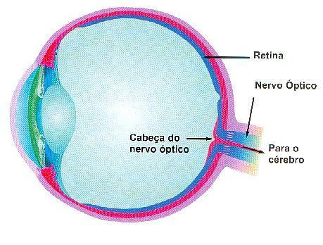 Felizmente, para o paciente que é examinado regularmente, o oftalmologista consegue detectar lesões glaucomatosas do nervo óptico antes que ocorra a perda de visão.