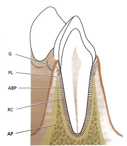 34 Figura 45 - Estrutura do periodonto Fonte: Lindhe, Karring e Lang (2010). 5.