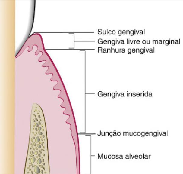 35 alveolar subjacente. A porção vestibular da gengiva inserida se estende à mucosa alveolar móvel e relativamente frouxa, é demarcada pela junção mucogengival.