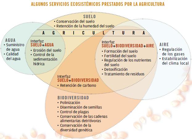 SERVIÇOS ECOSSISTÊMICOS NA FAO Os ecossistemas saudáveis proporcionam uma grande variedade de bens e serviços indispensáveis, que