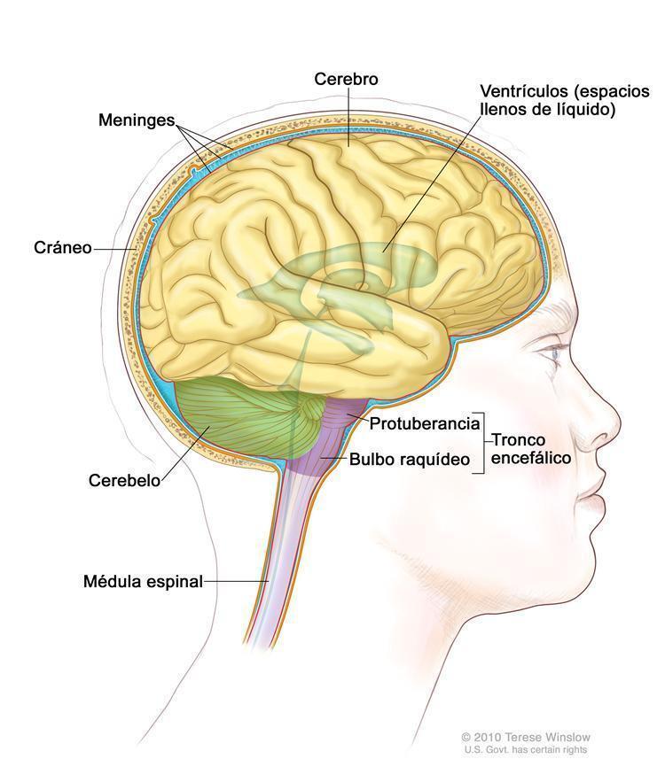 Encéfalo Peso : 1,4 Kg; Sua região se diferencia em partes- hemisférios cerebrais, diencéfalo, mesencéfalo, ponte, cerebelo e bulbo raquidiano.