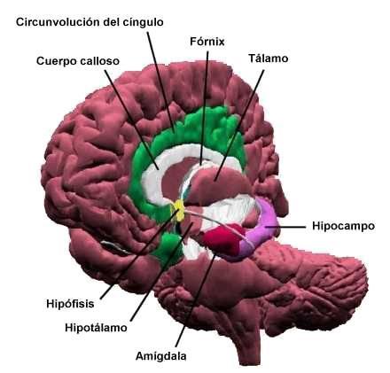 * Tálamo -é composto por corpos celulares : a substância cinzenta dos hemisférios cerebrais.