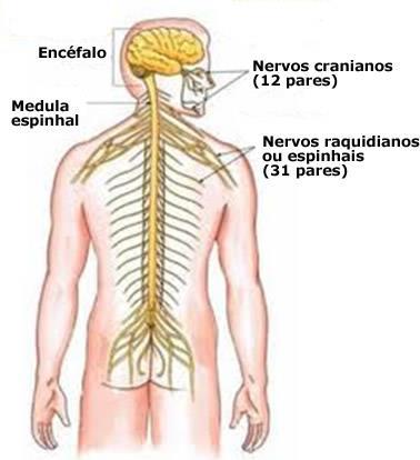 Nervos cranianos: conectam o encéfalo a órgãos dos sentidos e músculos. 12 pares.
