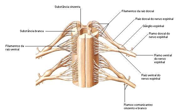 Raízes do nervo: conjuntos de fibras nervosas Raiz dorsal: conjunto de fibras que partem da região dorsal da medula espinal.