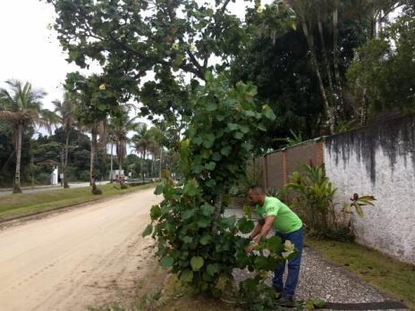 22. Os serviços de substituição e poda de árvores continuam paralisados em respeito a uma solicitação da Secretaria de Meio Ambiente da Prefeitura Municipal de Bertioga.