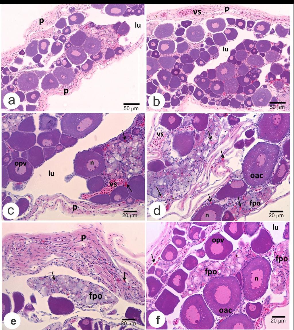 54 Figura 6 Ovários de L. araguaiae em fase de regressão. a) Visão geral do ovário flácido após liberação dos oócitos maduros.