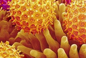 estabilidade da membrana celular e minimiza os sintomas alérgicos 4.