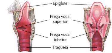 FARINGE: canal que liga as câmaras oral e nasal e é compartilhado pelos sistemas digestório e respiratório; LARINGE: região cartilaginosa cuja parte superior é chamada de