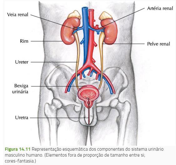 Sistema Urinário URETERES: são tubos que conduzem a urina dos rins à bexiga movimentos