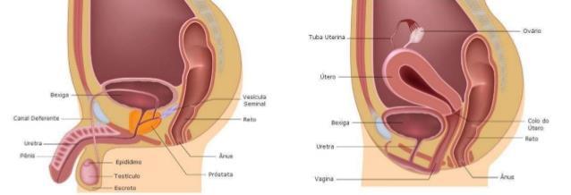 MASCULINO FEMININO Sistema Urinário A bexiga feminina fica abaixo do útero e a masculina fica acima da próstata; A