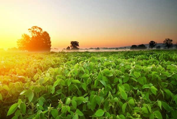 01 DIVULGAÇÃO DE RESULTADOS Trimestre findo em 31 de dezembro de 2018 São Paulo, 5 de fevereiro de 2019 A BrasilAgro (B3: AGRO3) (NYSE: LND), líder na aquisição, desenvolvimento e venda de