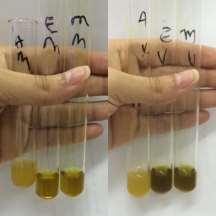 Tabela 1 Resultado para teste de screening fitoquímico com diferentes solventes Madura Verde Metabólitos F Água Metanol Etanol Água Metanol Etanol o Alcaloides n Esteroides Flavonoides/taninos/ t + +