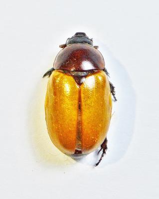 putrida C. quercina C.