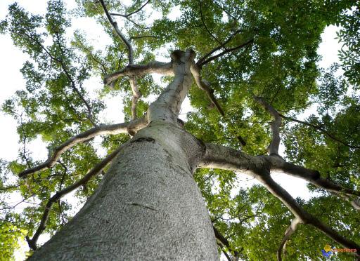 OHymanea courbaril, conhecida como Jatobá ou pão-de-ló-de-mico - devido ao seu fruto doce que costuma ser consumido por micos - é uma árvore originária da Região Amazônica do país, mas também