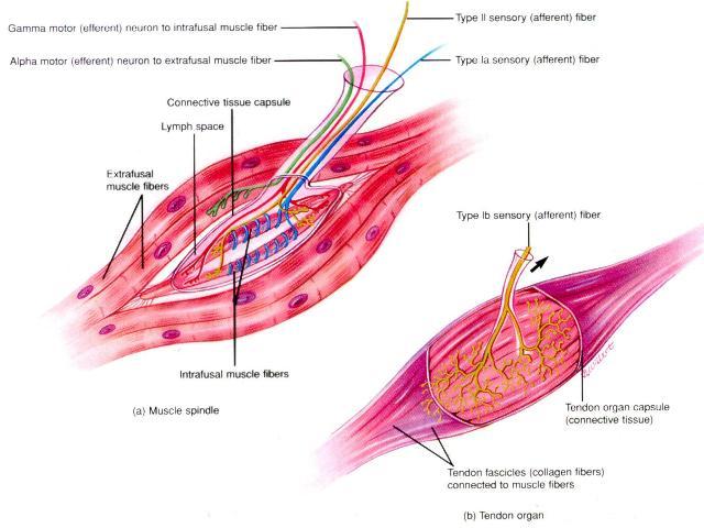 Fuso Muscular Componentes Aferentes Fibras nervosas Ia - via