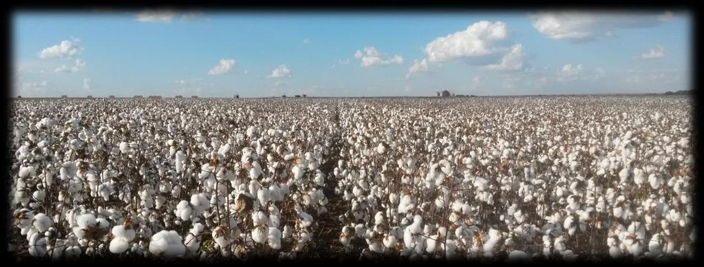 Foto 5 e 6. Colhedora realizando manobra para dar sequência na colheita e área de algodão pronta para ser colhida respectivamente.