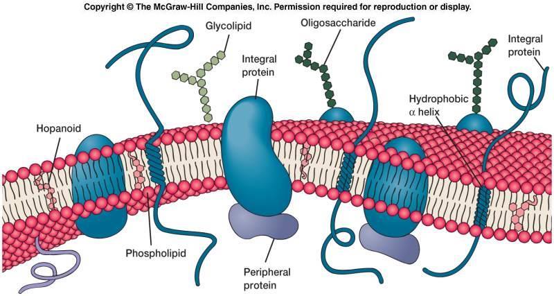 Membrana