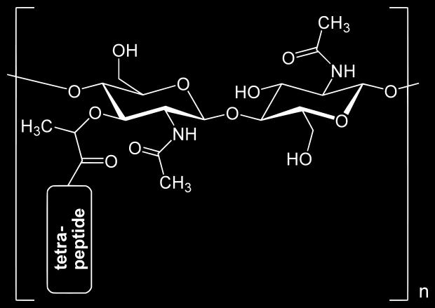 O Peptidoglicano NAM = N-acetilmurâmico