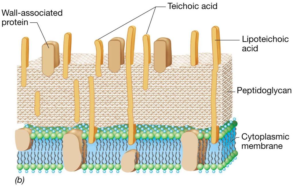 A parede celular Gram