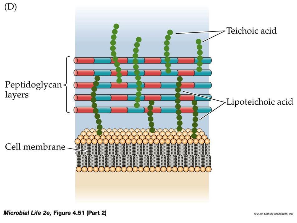 Ácidos teicóicos -Compostos por glicerol-fosfato ou ribitolfosfato -São covalentes ligados ao ácido murâmico do peptidoglicano -São estruturas eletronegativamente