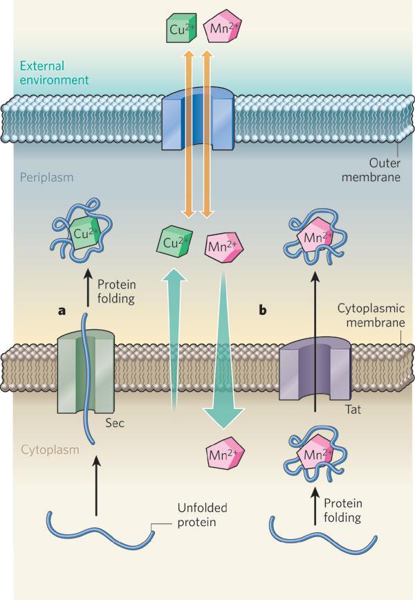Enzimas presentes no periplasma Porinas -enzimas