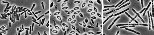 Endósporos São estruturas formadas durante o processo de esporulação São células