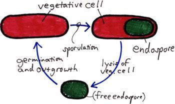 radiação Pode se dizer que as bactérias podem ter um ciclo de vida: Célula vegetativa