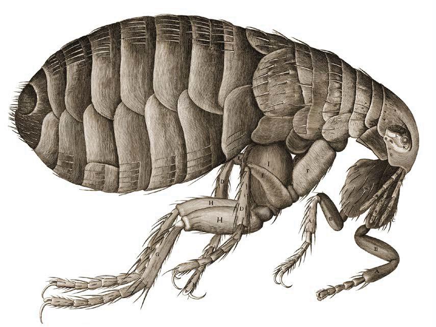 Capítulo 3 Figura 4. Uma pulga, conforme ilustrada na Micrographia. No livro original esta ilustração possui grande destaque, sendo apresentada numa página dupla com dimensões de 43x33 cm.