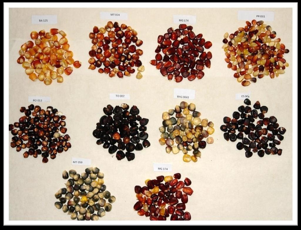 Figura 1: Imagem dos grãos dos acessos de milhos coloridos avaliados no estudo Tabela 2: Resultados das análises de cor de acessos de milho.
