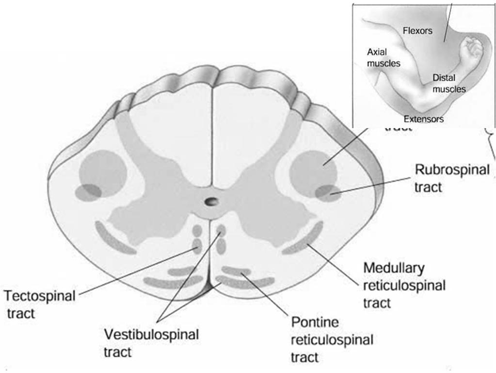 CONTROLE MEDULAR MN FLEXORES MN EXTENSORES MN