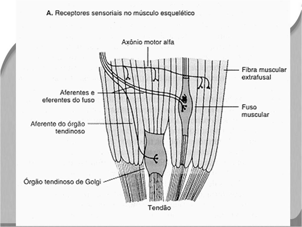 Um fuso muscular é