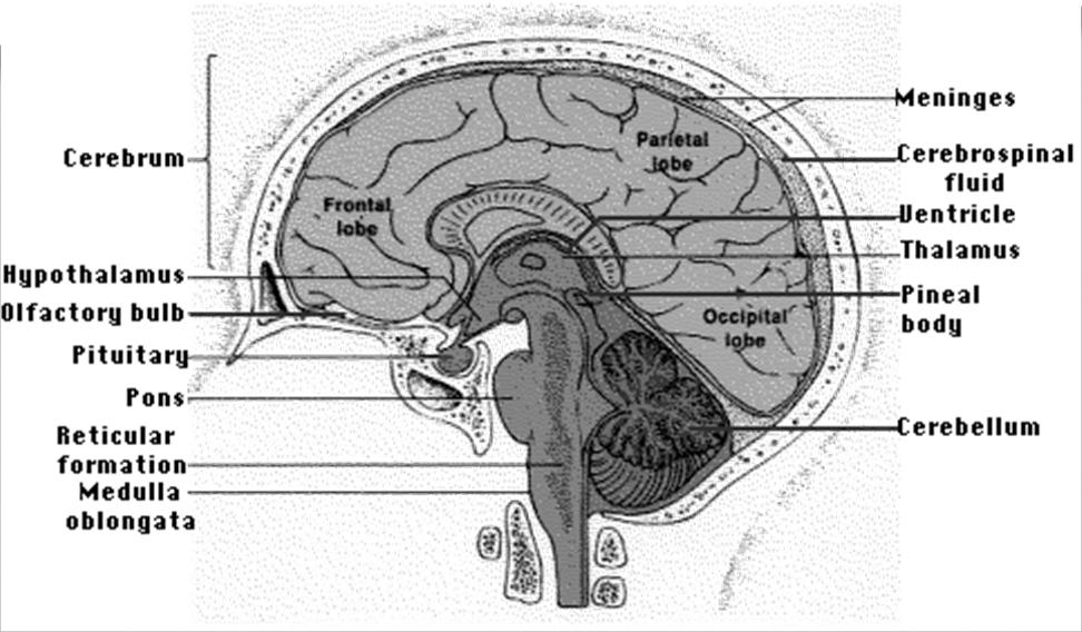 TRONCO CEREBRAL Contém fibras motoras e sensoriais, além dos núcleos dos nervos cranianos.