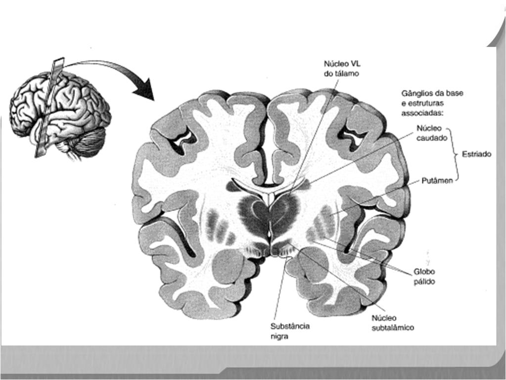 NÚCLEOS DA BASE Componentes em uma série de circuitos paralelos que vão do córtex cerebral ao tálamo (através